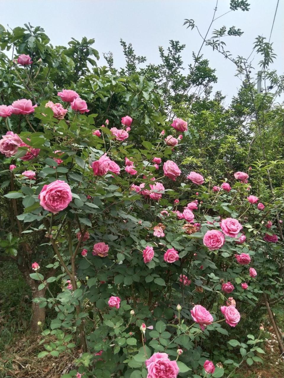 A Lin Homestay Bac Ha 외부 사진